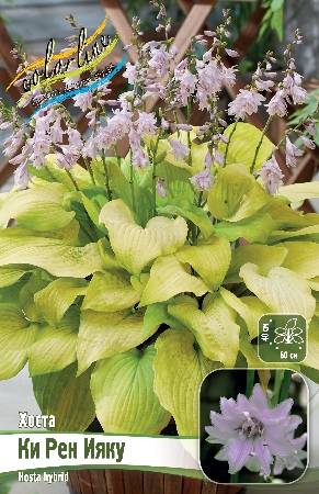 Хоста Ки Рен Ияку 1шт (Колорлайн)