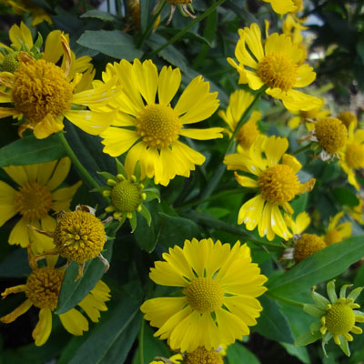 Гелениум Канария 1шт (Поиск)