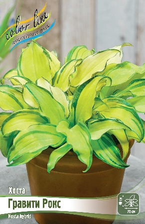 Хоста Гравити Рокс 1шт (Колорлайн)
