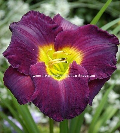 Лилейник Галактик Блаш 1шт (Колорлайн)