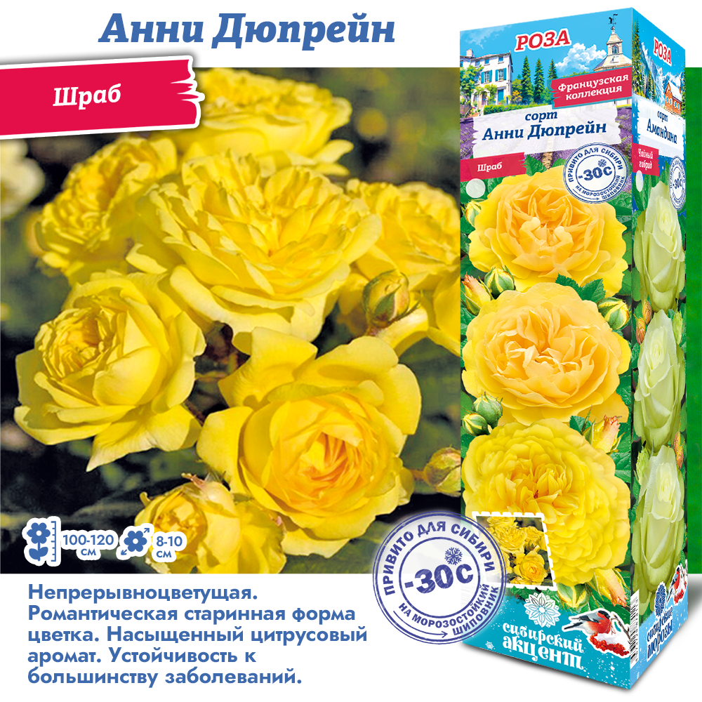 Роза Анни Дюпрейн (Шраб) 1шт (Сиб сад)