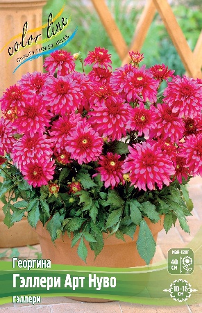 Георгина Гэллери Арт Нуво 1шт (Колорлайн)