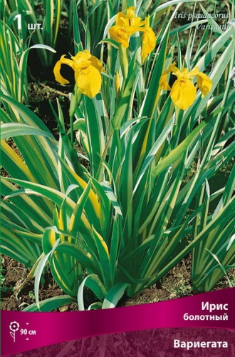 Ирис Вариегата (Болотный) 1шт (Поиск)