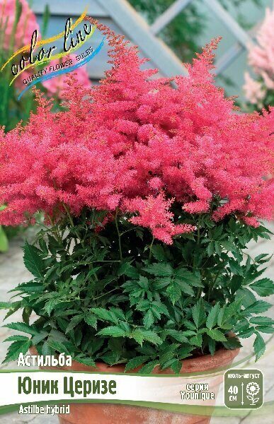 Астильба Юник Церизе 2/3 1шт (Колорлайн)