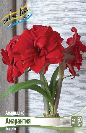 Амариллис Амарантия 22/24 1шт (Колорлайн)