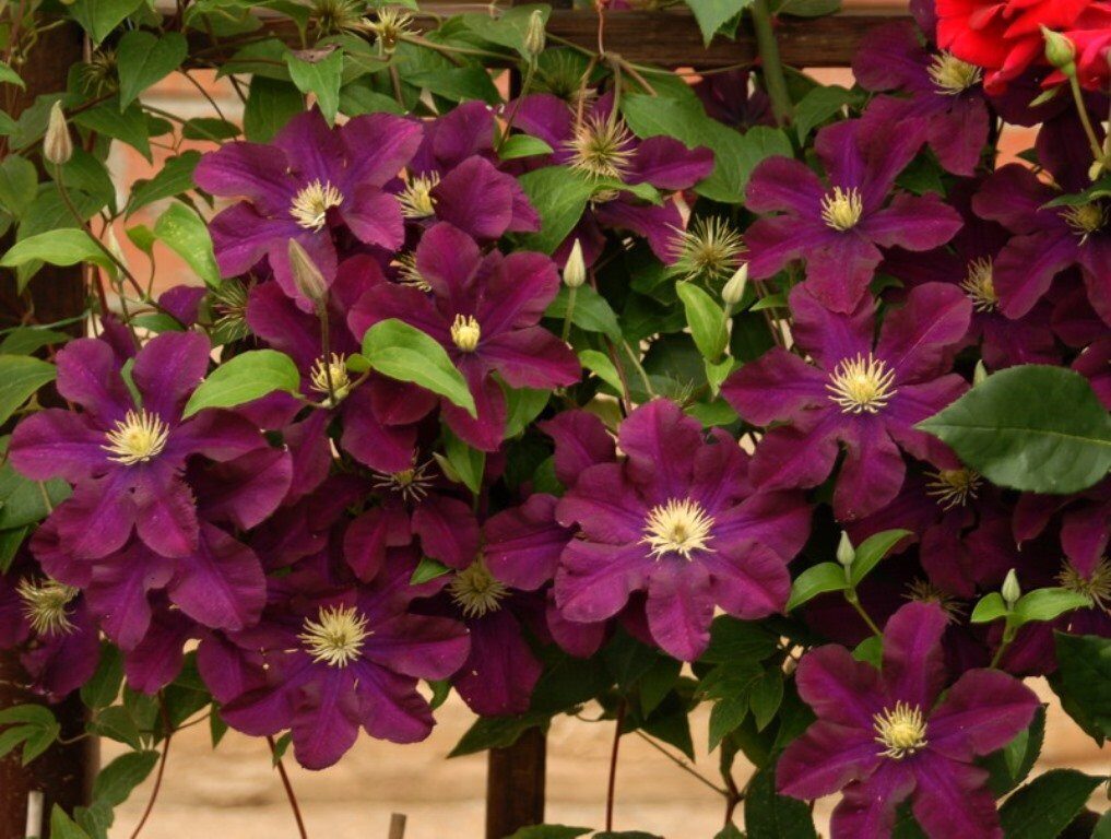 Клематис Варшавска Найк (туба Р9) 1шт (Колорлайн)