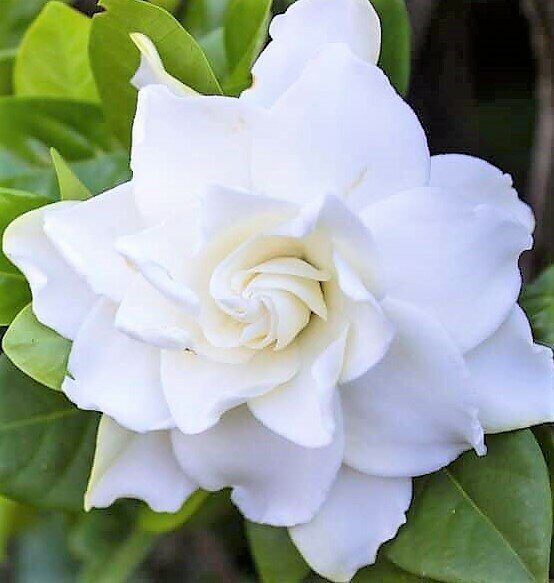 Гардения Радиканс (Комнатное растение) 1шт (Поиск)