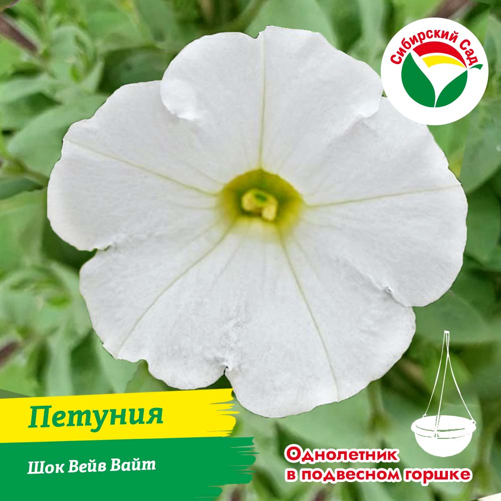 Петуния Шок Вейв Вайт в подвесном горшке 4.5л (ящик*2шт)