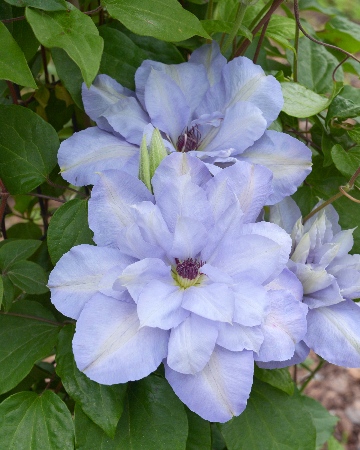 Клематис Блю Котилон 1шт (Колорлайн)