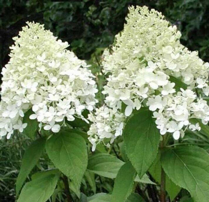 Гортензия Вайт Леди (Метельчатая) 1шт (Поиск) 