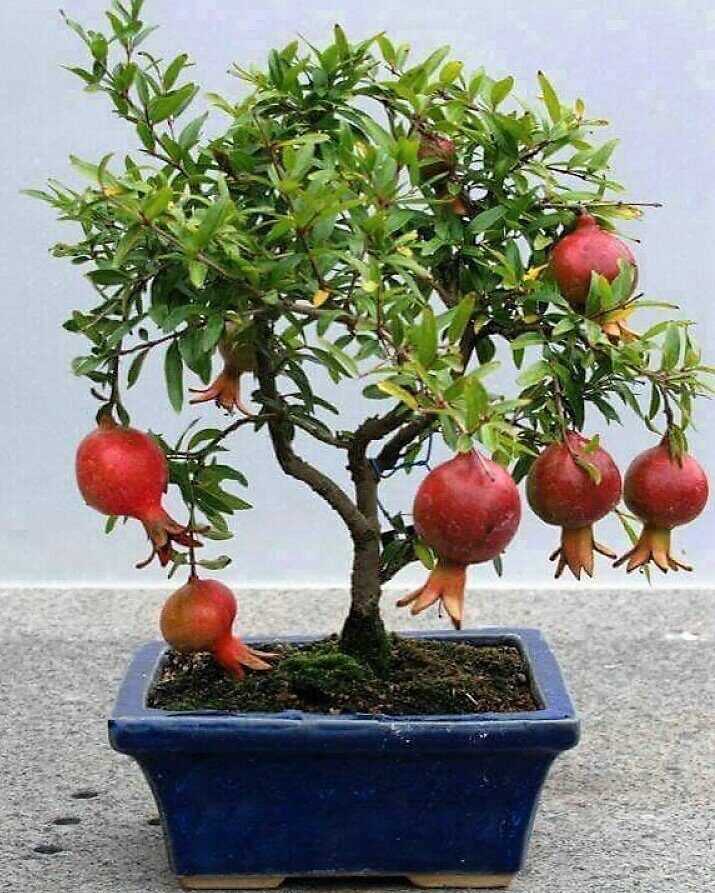 Гранат Нана карликовый (Комнатное растение) 1шт (Поиск)