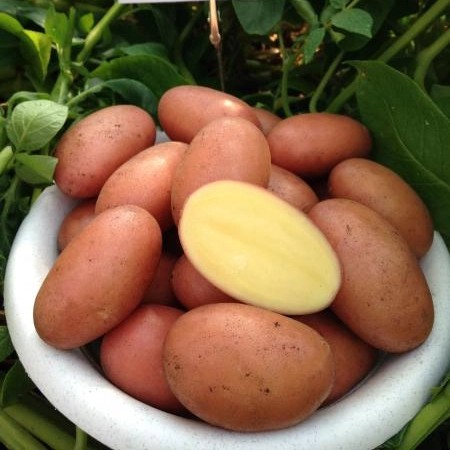 Картофель Люкс 1 репродукция 2кг (Россия)