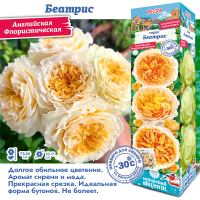 Роза Беатрис (Английская) 1шт (Сиб сад)