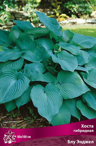 Хоста Блу Энджел 1шт (Поиск)