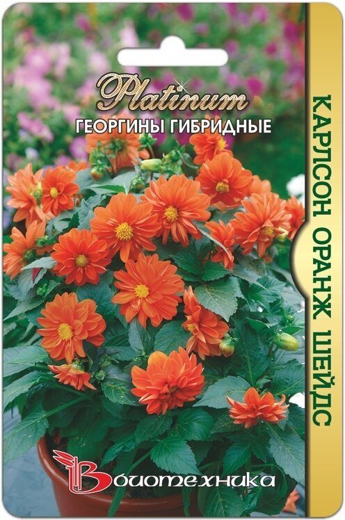 Георгина Карлсон Оранж Шейдс 10шт (Биотехника)