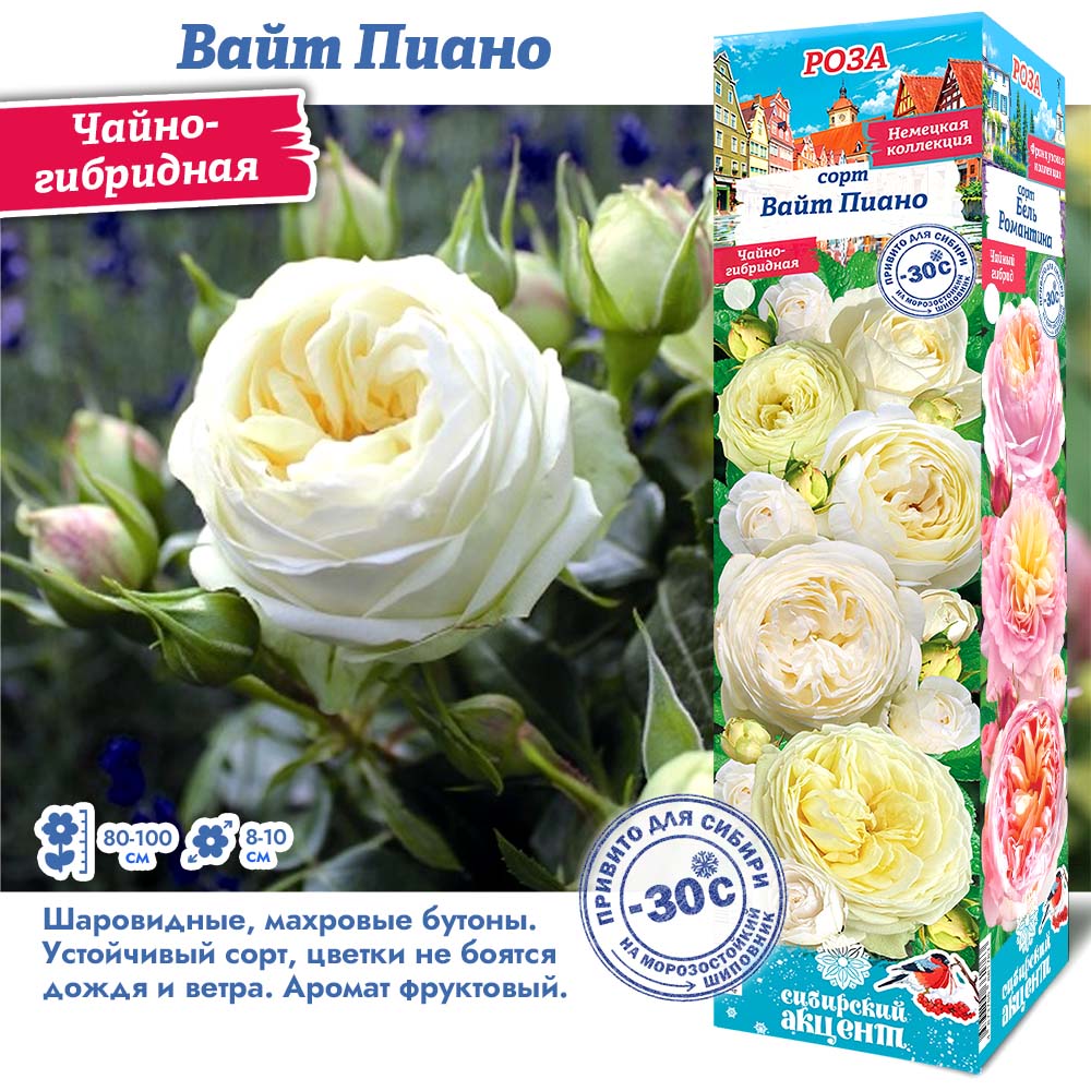 Роза Вайт Пиано (Чайно-гибридная) 1шт (Сиб сад)