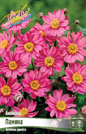 Анемона Памина 1шт (Колорлайн)