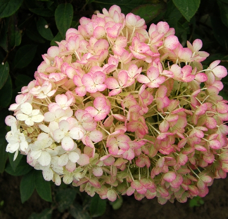 Гортензия Бобо (Метельчатая) (туба Р9) 1шт (Колорлайн)