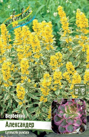 Вербейник Александер 1шт (Колорлайн)