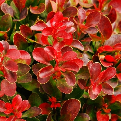 Барбарис Багателле (туба Р9) 1шт (Колорлайн)