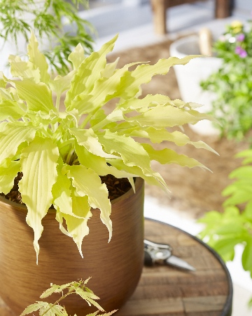 Хоста Вигглз энд Сквиглз 1шт (Колорлайн)