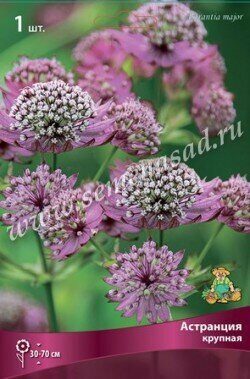 Астранция крупная 1шт (Поиск)