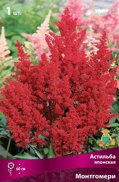 Астильба Монтгомери 1шт (Поиск)