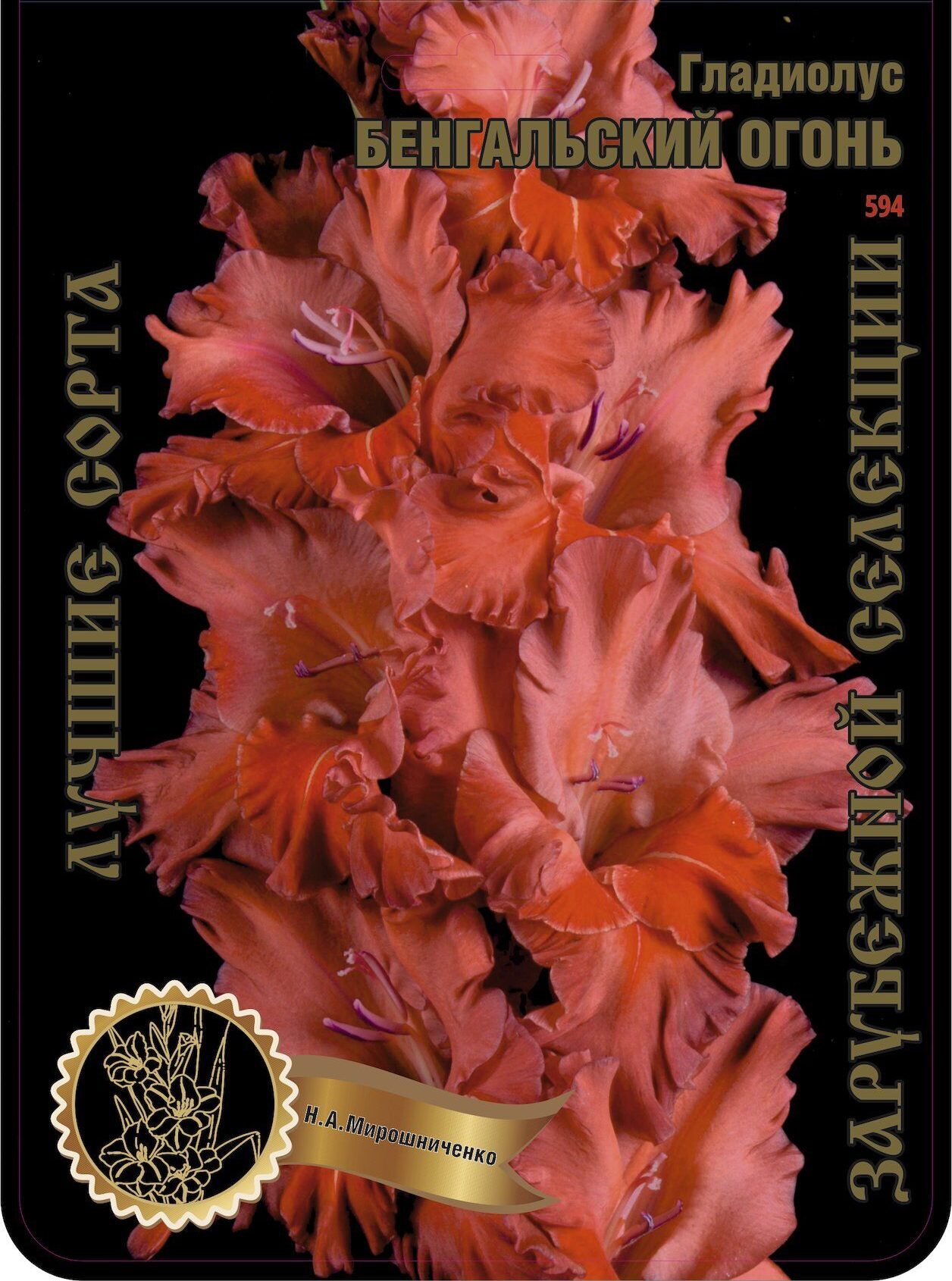 Гладиолус Бенгальский Огонь 595,Мирошниченко 2 р-р 1шт (Ф)