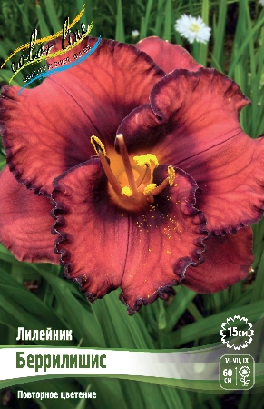 Лилейник Беррилишис 1шт (Колорлайн)