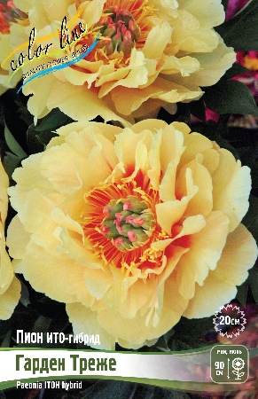 Пион Гарден Треже (ИТО) 2/3 1шт (Колорлайн)
