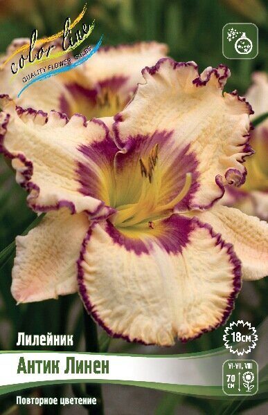 Лилейник Антик Линен 1шт (Колорлайн)
