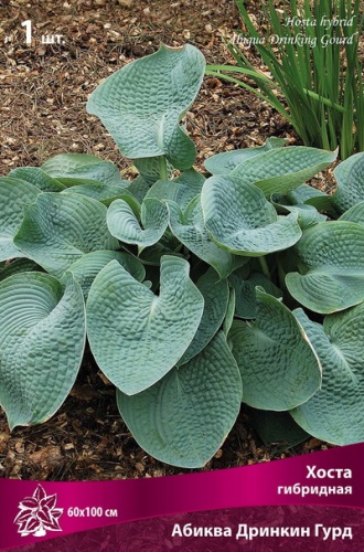 Хоста Абиква Дринкин Гурд 1шт (Поиск)