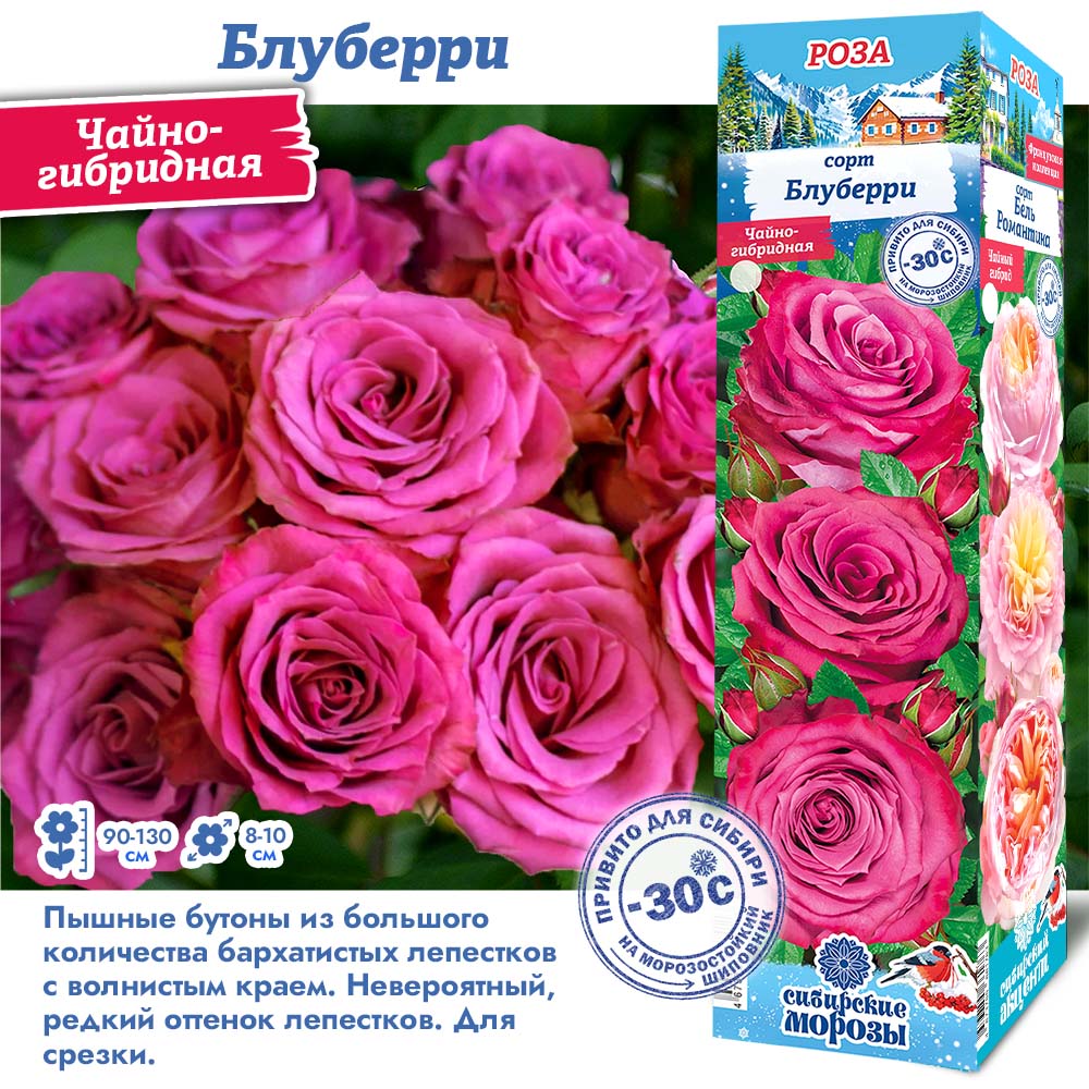 Роза Блуберри (Чайно-гибридная) 1шт (Сиб сад)