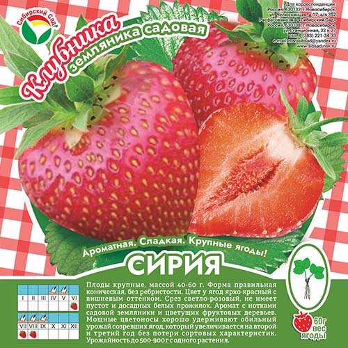 Клубника Сирия А 10шт/пучок (Сиб сад)