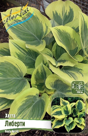 Хоста Либерти 1шт (Колорлайн)