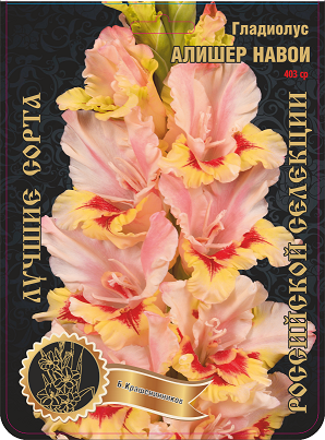Гладиолус Алишер Навой 403,Крашенинников 2 р-р 1шт (Ф)