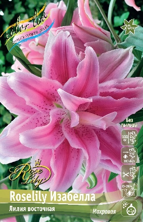 Лилия ROSELILY Изабелла (Восточная/Махровая) 12/14 1шт (Колорлайн)