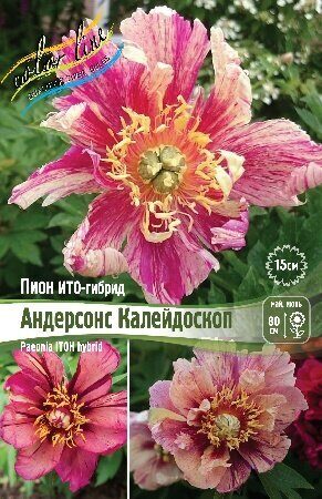 Пион Андерсонс Калейдоскоп (ИТО) 2/3 1шт (Колорлайн)