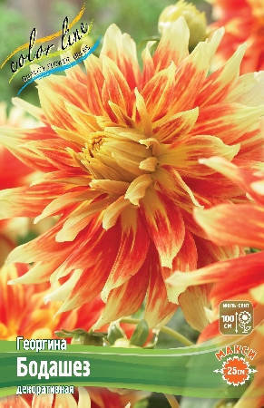 Георгина Бодашез 1шт (Колорлайн)