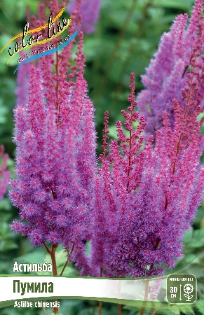 Астильба Пумила 2/3 1шт (Колорлайн)
