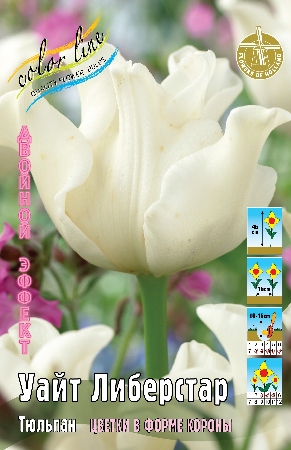 Тюльпан Уайт Либерстар 11/12 2шт (Колорлайн)