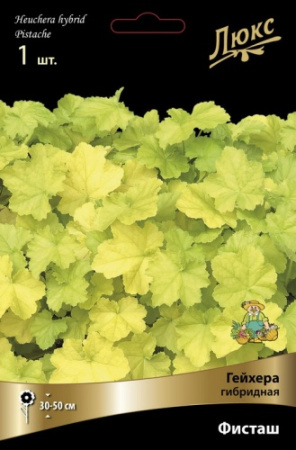 Гейхера Фисташ 1шт (Поиск)