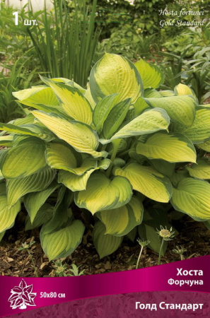 Хоста Голд Стандарт 1шт (Поиск)