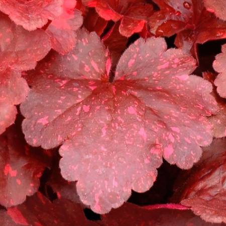 Гейхера Гэлэкси  1шт (Поиск)