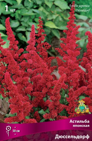 Астильба Дюссельдорф 1шт (Поиск)
