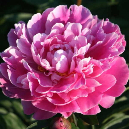 Пион Бушела 2/3 1шт (Поиск)