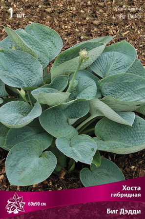 Хоста Биг Дэдди 1шт (Поиск)