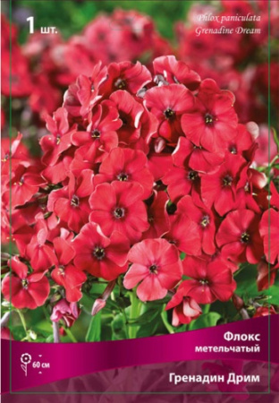 Флокс Гренадин Дрим 1шт (Поиск)