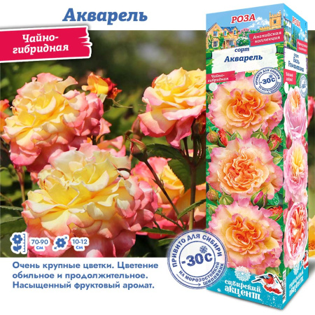 Роза Акварель (Чайно-гибридная) 1шт (Сиб сад)