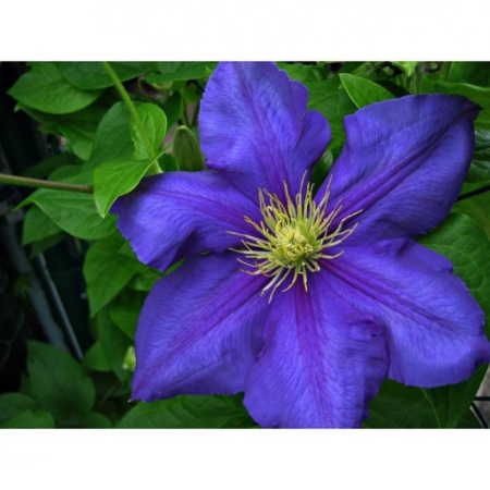 Клематис Блю Белль (капер) 1шт (Поиск)